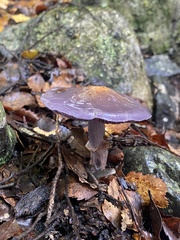 Cortinarius taylorianus