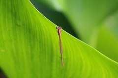 Agriocnemis