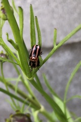 Calligrapha californica coreopsivora