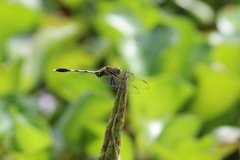 Orthetrum sabina