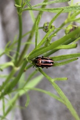 Calligrapha californica coreopsivora
