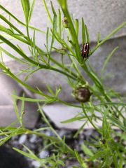 Calligrapha californica coreopsivora