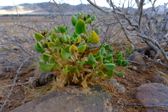 Tetragonia reduplicata