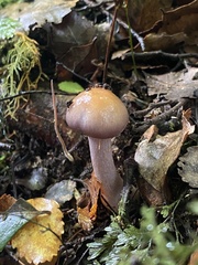 Cortinarius taylorianus