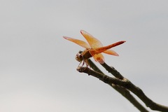 Brachythemis contaminata
