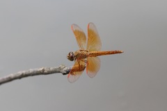 Brachythemis contaminata