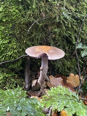 Cortinarius taylorianus