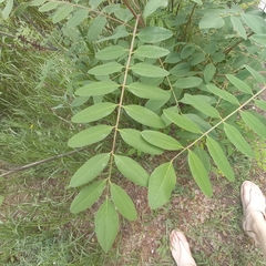 Amorpha fruticosa