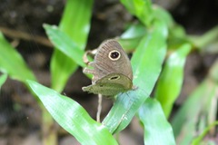 Ypthima