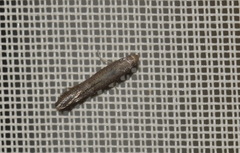 Tinagma ocnerostomella