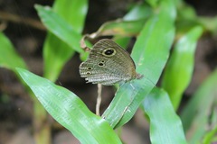 Ypthima