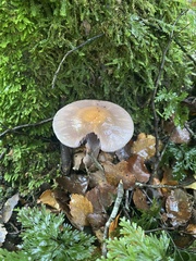 Cortinarius taylorianus