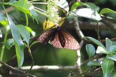 Euploea phaenareta
