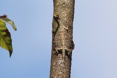 Draco volans