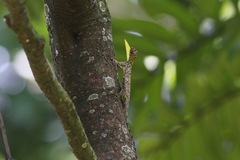 Draco volans