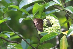 Euploea phaenareta