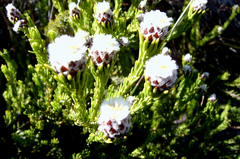 Leucadendron sorocephalodes