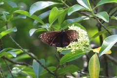 Euploea phaenareta