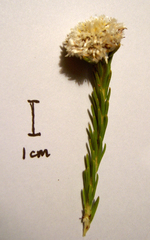 Leucadendron sorocephalodes