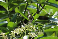 Graphium agamemnon