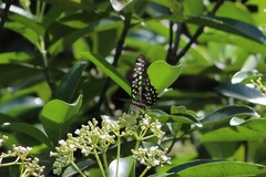 Graphium agamemnon