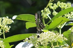 Graphium agamemnon