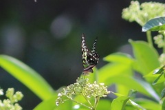 Graphium agamemnon