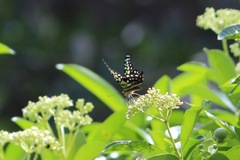 Graphium agamemnon