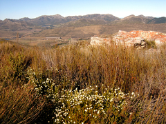 Leucadendron sorocephalodes