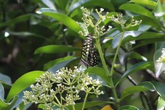 Graphium agamemnon