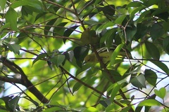 Aegithina tiphia