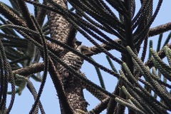 Dendrocopos analis