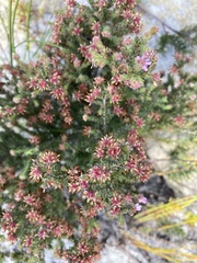 Erica labialis