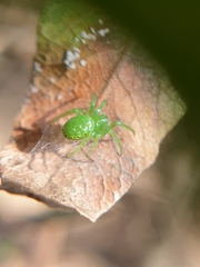 Prasonica seriata