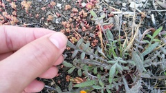 Gazania heterochaeta