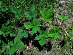 Rubus subtercanens