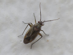 Tinicephalus rubiginosus