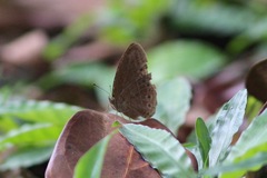 Mycalesis