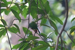 Ptilinopus melanospilus