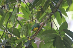 Ptilinopus melanospilus