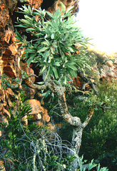 Cussonia paniculata