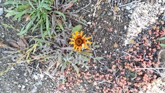 Gazania heterochaeta