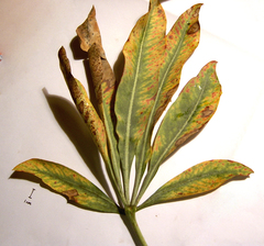 Cussonia paniculata