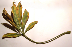 Cussonia paniculata