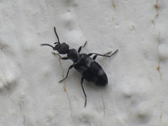 Microhoria