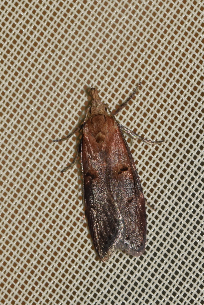 Anchinia cristalis