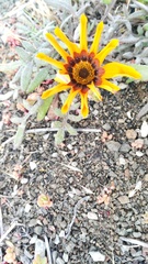 Gazania heterochaeta