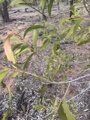 Acacia rhodoxylon