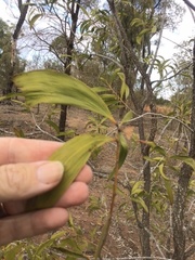 Acacia rhodoxylon