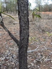 Acacia rhodoxylon